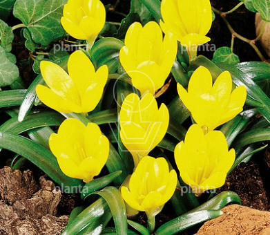 Sternbergia lutea
