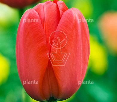 Tulipa 'Apeldoorn'