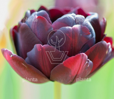 Tulipa 'Black Hero'