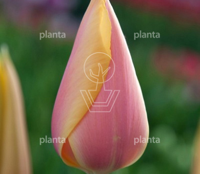 Tulipa 'Blushing Lady'