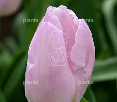 Tulipa 'Candy Prince'