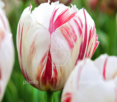 Tulipa 'Carnaval de Rio'