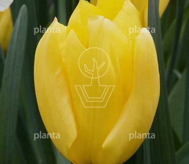 Tulipa 'Candela'