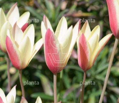 Tulipa clusiana 'Cynthia'