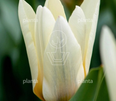 Tulipa 'Concerto'