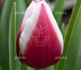 Tulipa 'Crossover'