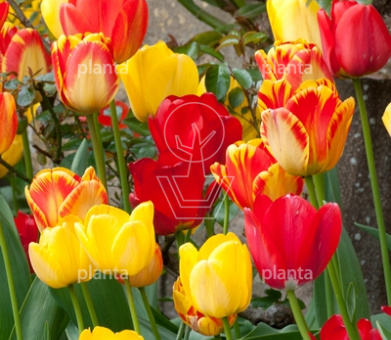 Tulipa 'Darwin Hybride Mix'