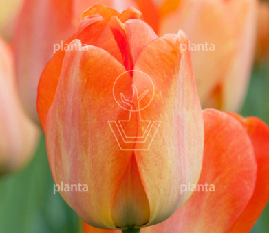 Tulipa 'Daydream'