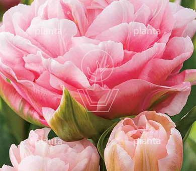 Tulipa 'Dreamer'