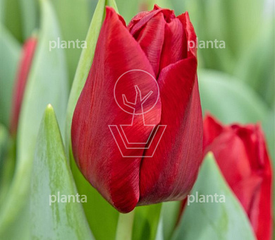 Tulipa 'Dynamo'
