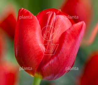 Tulipa 'Escape'