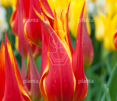 Tulipa 'Fly Away'