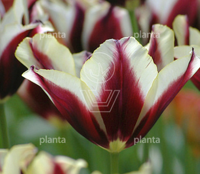 Tulipa 'Gavota'