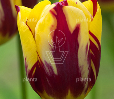 Tulipa 'Helmar'