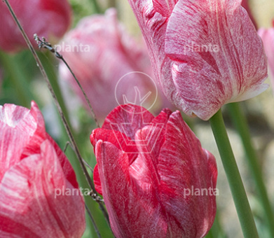 Tulipa 'Hemisphere'