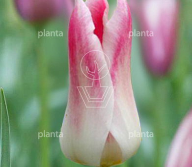 Tulipa 'Holland Chic'