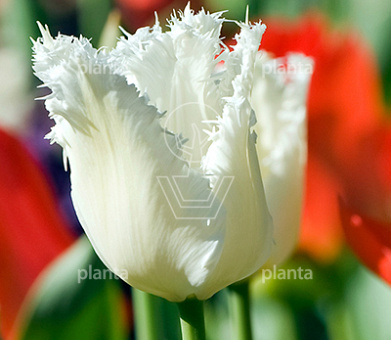 Tulipa 'Honeymoon'