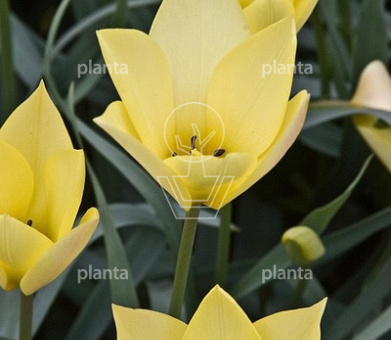 Tulipa 'Honky Tonk'