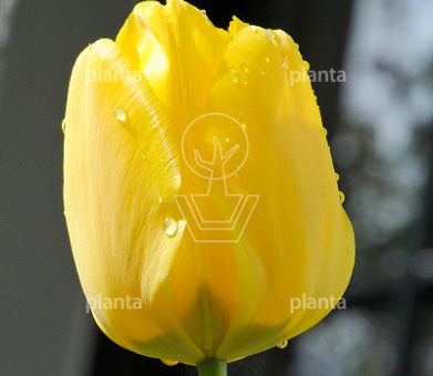 Tulipa 'Jan van Nes'