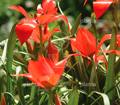 Tulipa linifolia
