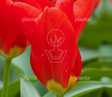 Tulipa 'Madame Lefeber'
