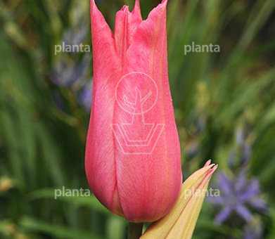 Tulipa 'Mariette'