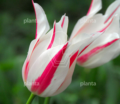 Tulipa 'Marilyn'