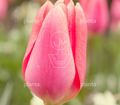 Tulipa 'Menton'