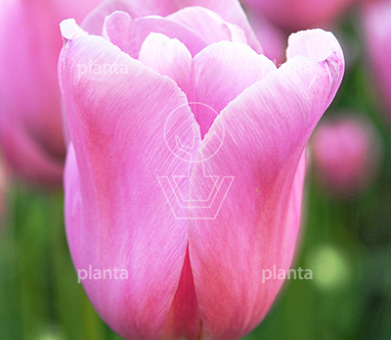 Tulipa 'Mistress'