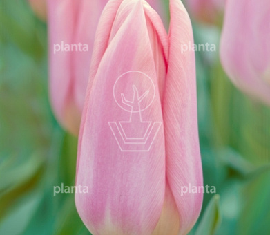Tulipa 'Neper'