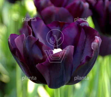 Tulipa 'Paul Scherer'