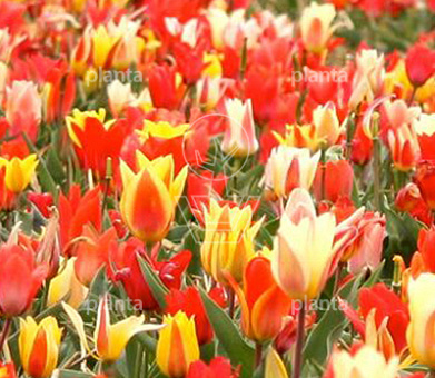 Tulipa 'Peacock Mix'