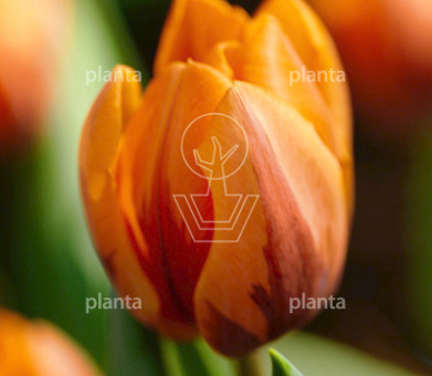 Tulipa 'Prinses Irene'