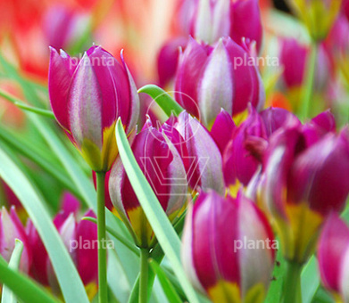 Tulipa pulchella 'Persian Pearl'