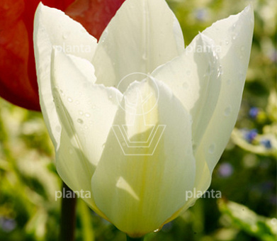 Tulipa 'Purissima'