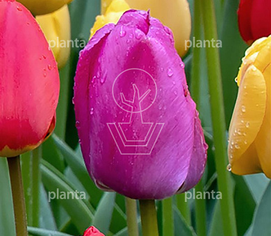 Tulipa 'Purple Pride'