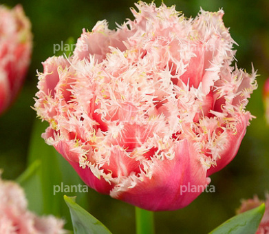 Tulipa 'Queensland'