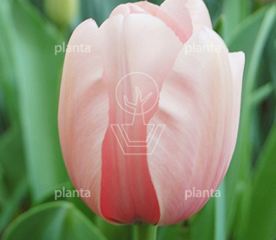 Tulipa 'Salmon Impression'
