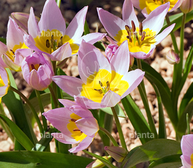 Tulipa saxatilis