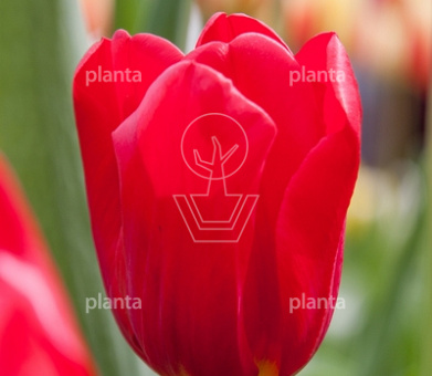 Tulipa 'Seadov'