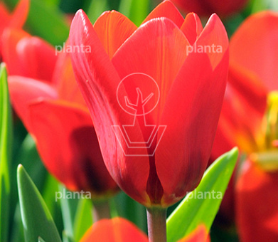 Tulipa 'Showwinner'