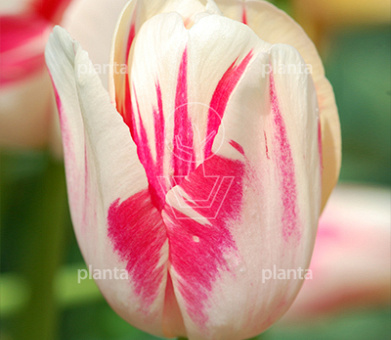 Tulipa 'Sorbet'