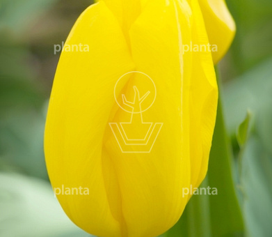 Tulipa 'Strong Gold'