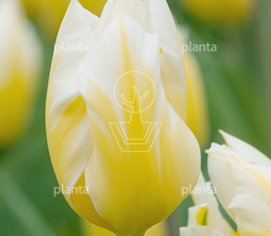 Tulipa 'Sweetheart'