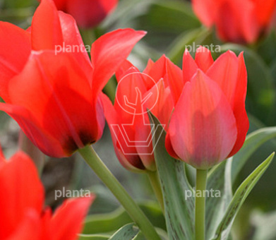 Tulipa 'Toronto'