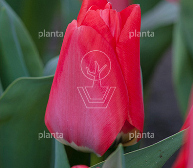 Tulipa 'Trauttmansdorff'