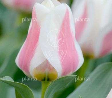 Tulipa 'Willem van den Akker'