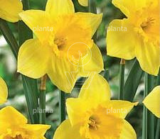 bolomtrek 10-12cm, verpakt per 40 stuks