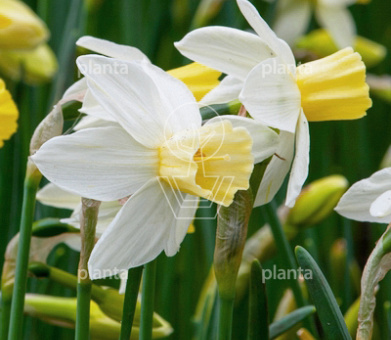 bolomtrek 12-14cm, verpakt per 100 stuks