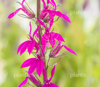 Lobelia 'Tania'